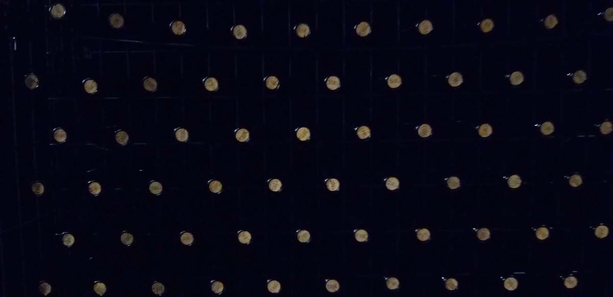 polka dot  wine